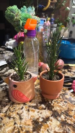Eve’s Needle Cactus
