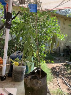 Nectarine Tree