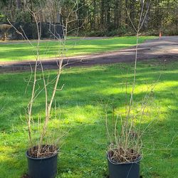 2 Lilac Bushes ( Don't know what Color) $25 Each