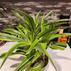 6 Inch Indoor Plant