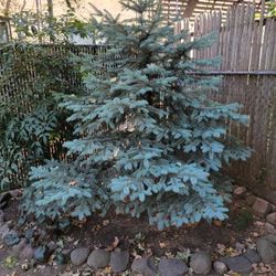 Blue Spruce