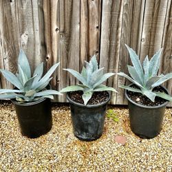 Blue Agave 5 Gallon 