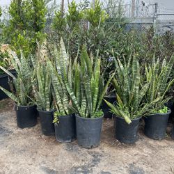 Snake Plants