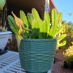 Cactus/Succulent SEE OTHER OFFERS