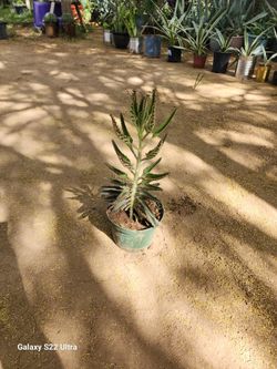 Devil's Backbone/Mother Of Thousands