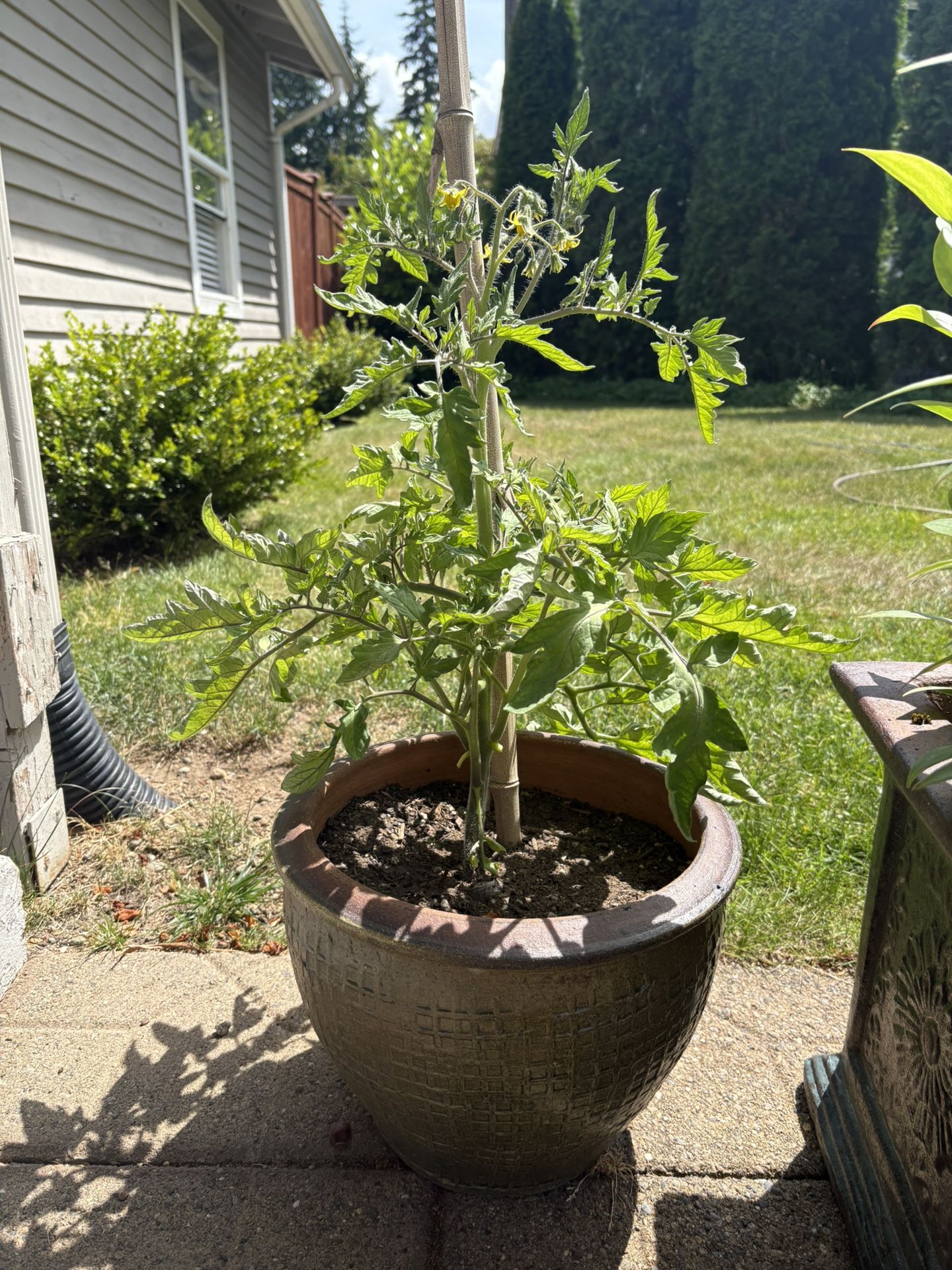 Tomato Plant In Pot