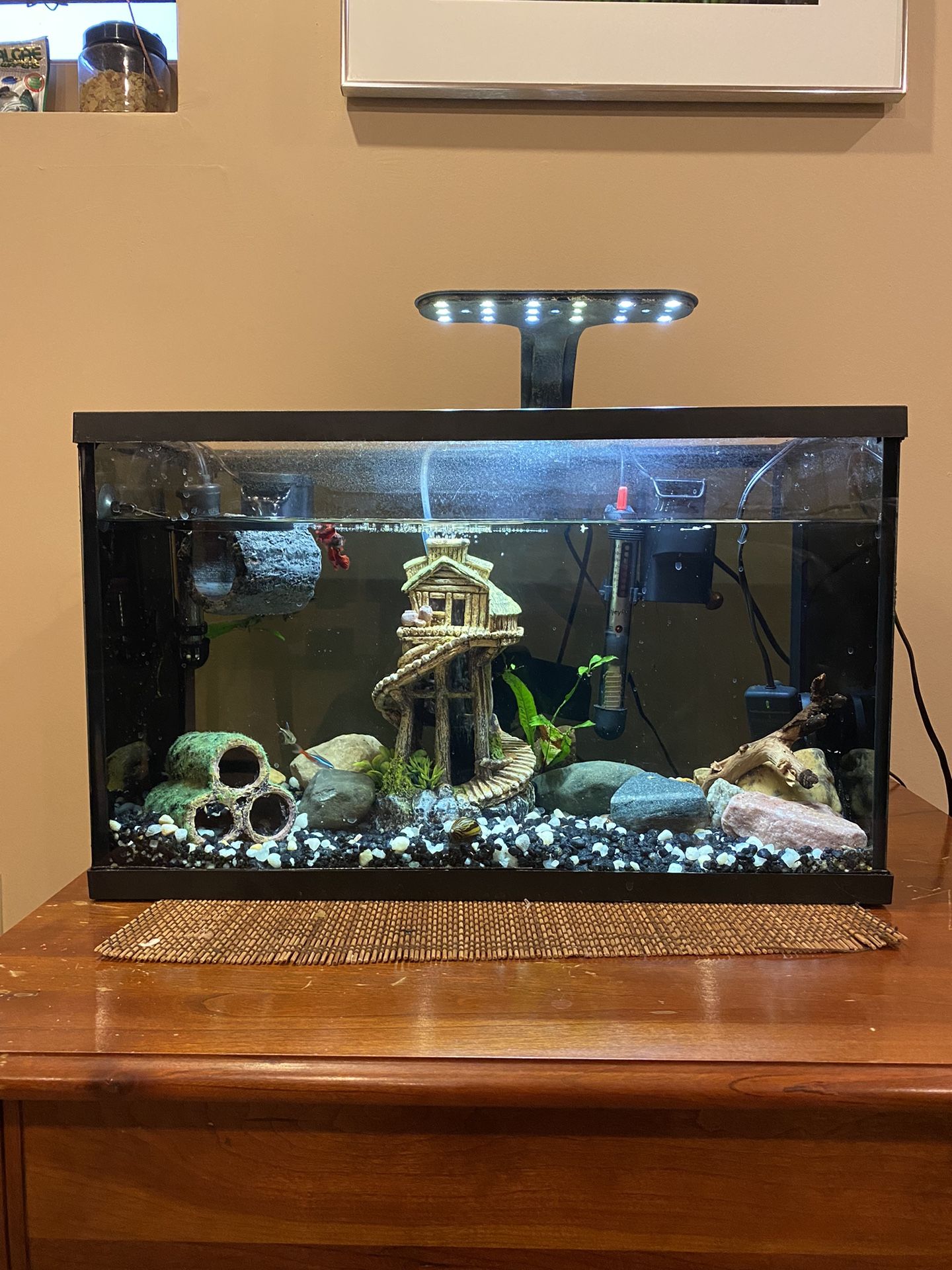 5 Gallon Aquarium and Supplies