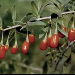 Goji Berry Plants - 1 Gallon potted (Crimson Star)