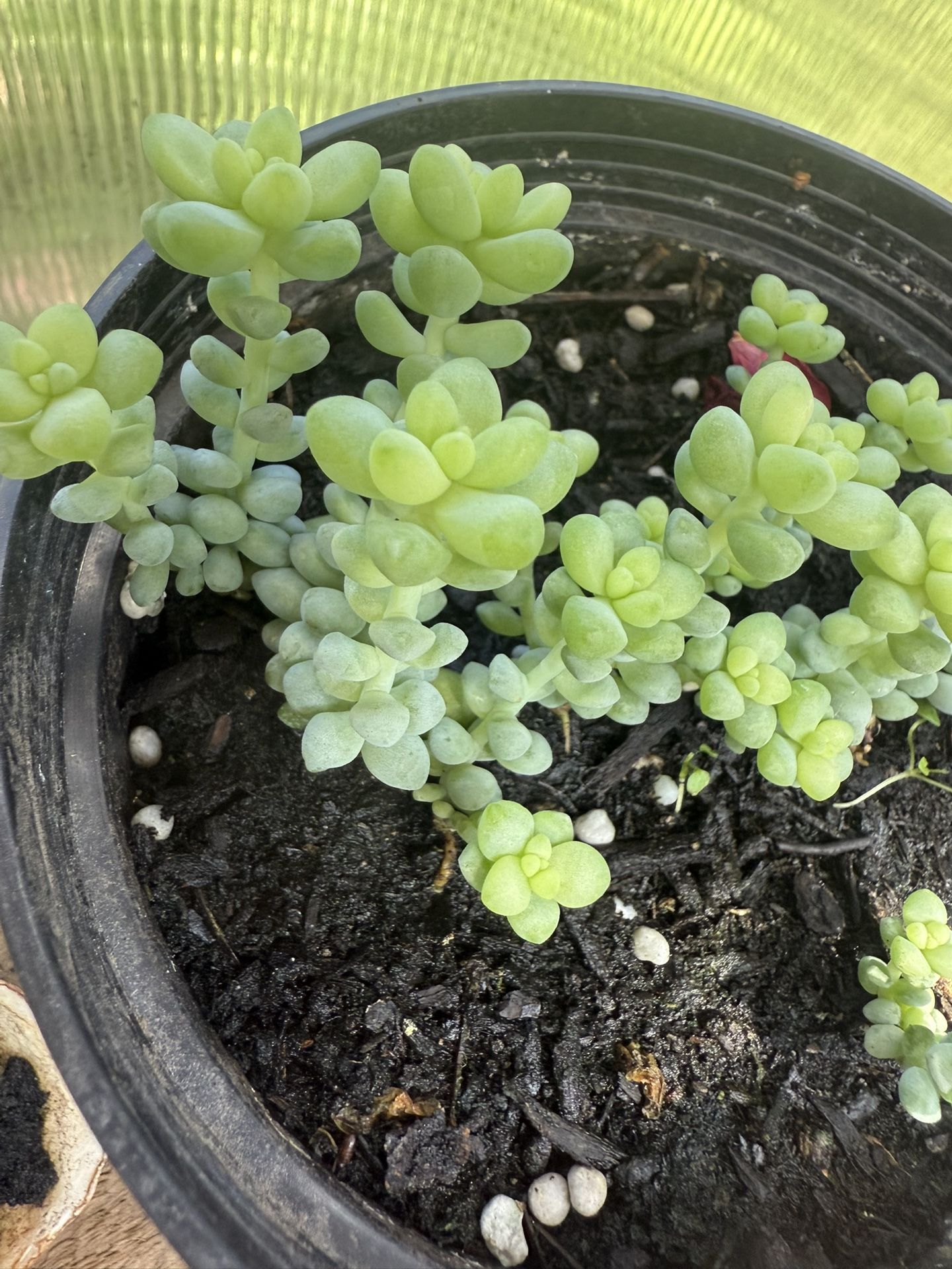 Succulent