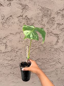 Monstera Jungle Mint Cutting