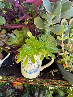 Cute plant 🪴