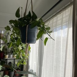 Pothos Plants For Sale $24 Each , $45 Both Macrame Included 