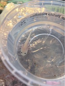 Baby axolotls
