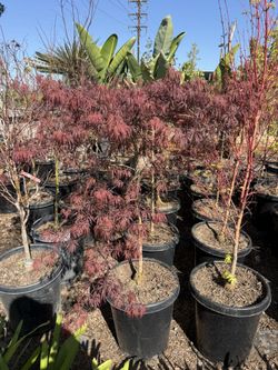 Crimson Queen Japanese Maples 