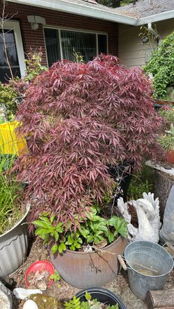 Japanese Msple tree