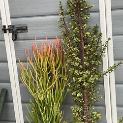 Succulent Cuttings Large