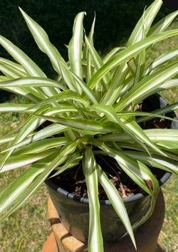 SpiderPlants