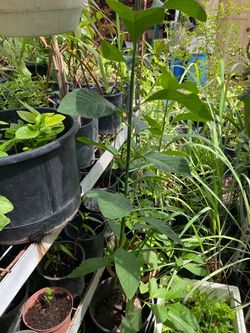 Big avocado 35$