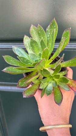 Live Succulent Plant with Purple-Tipped Leaves