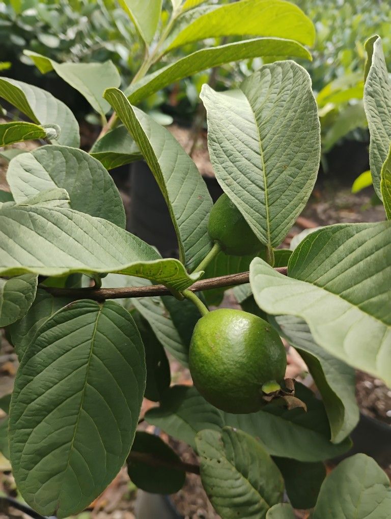 Fruit trees Grafted From $50.00 Guava, Soursop, Mamey & More