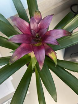 BIG BROMELIAD 
