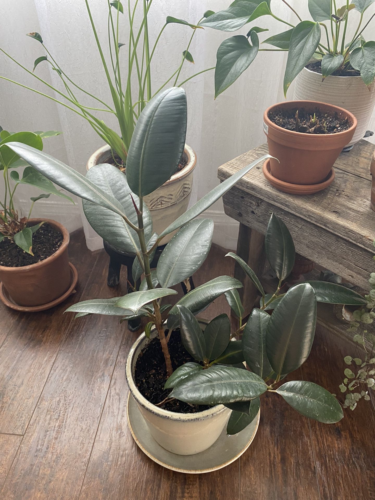 House Plant: Rubber Plant - Ficus Elastica 