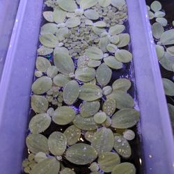 Dwarf Water Lettuce And Salvinia Minima 