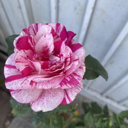 Rose Bush Plant, In 5 Gallons Pot Pick Up Only