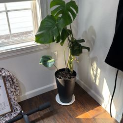 Monstera Plant