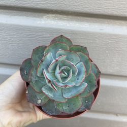 4” Succulent