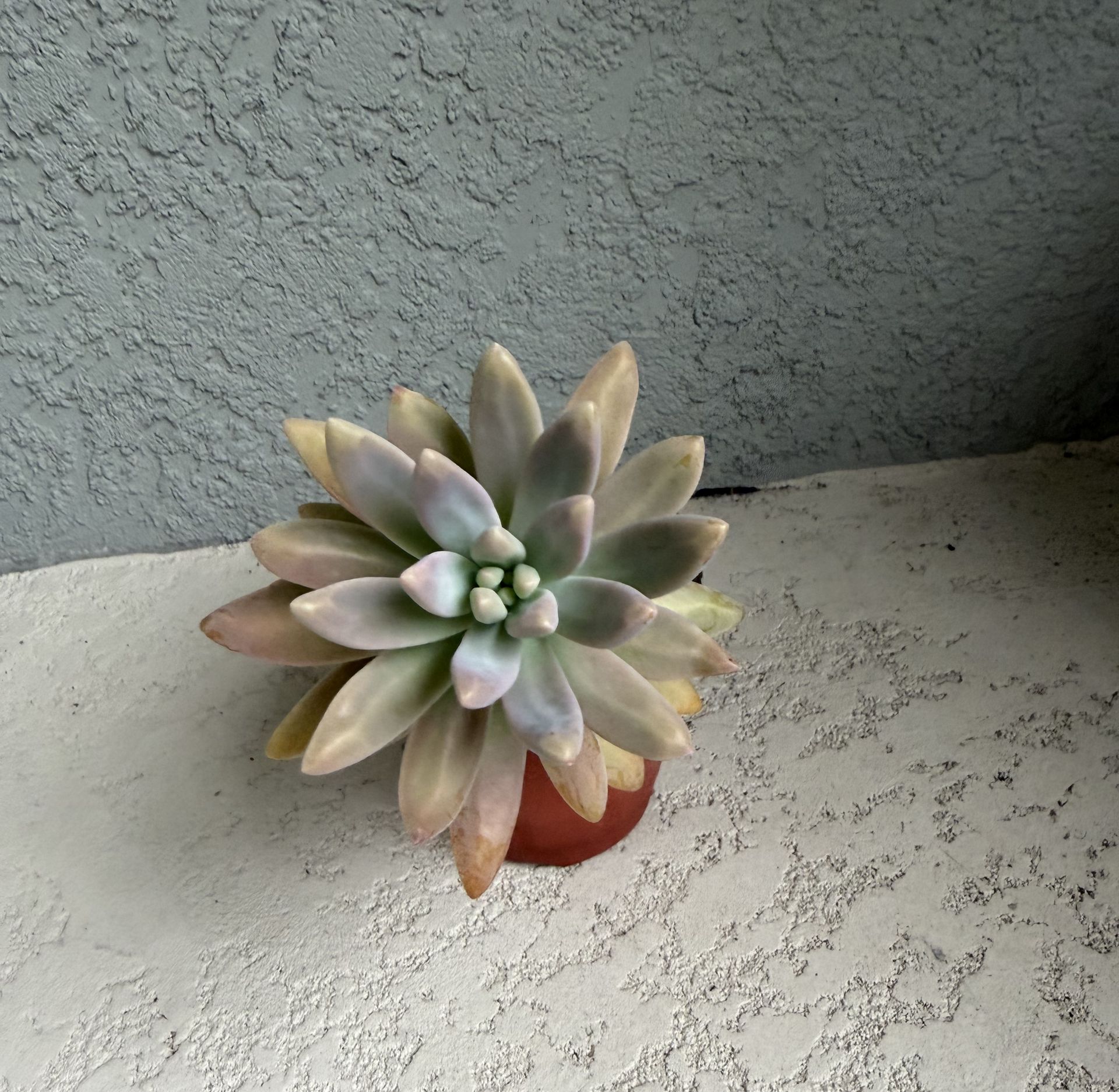 Graptosedum francesco Baldi plant