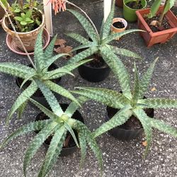 HEALTHY ORGANIC ALOE  . $6 Each 
