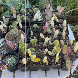 Mixed Cactus/succulents 