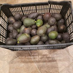 Avocado 