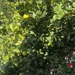 Key Limes