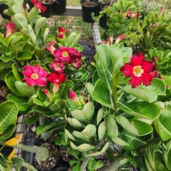 Desert Roses Medio Gallon Red Dark