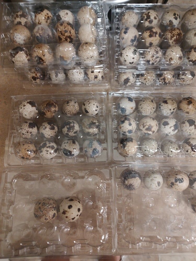 Quail Eggs/ Huevos De Cordorniz 