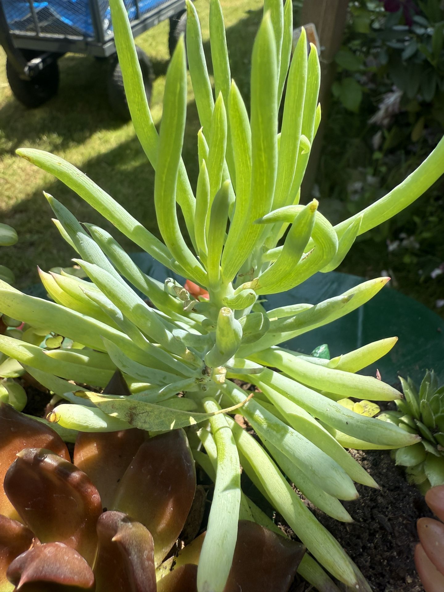 Succulent