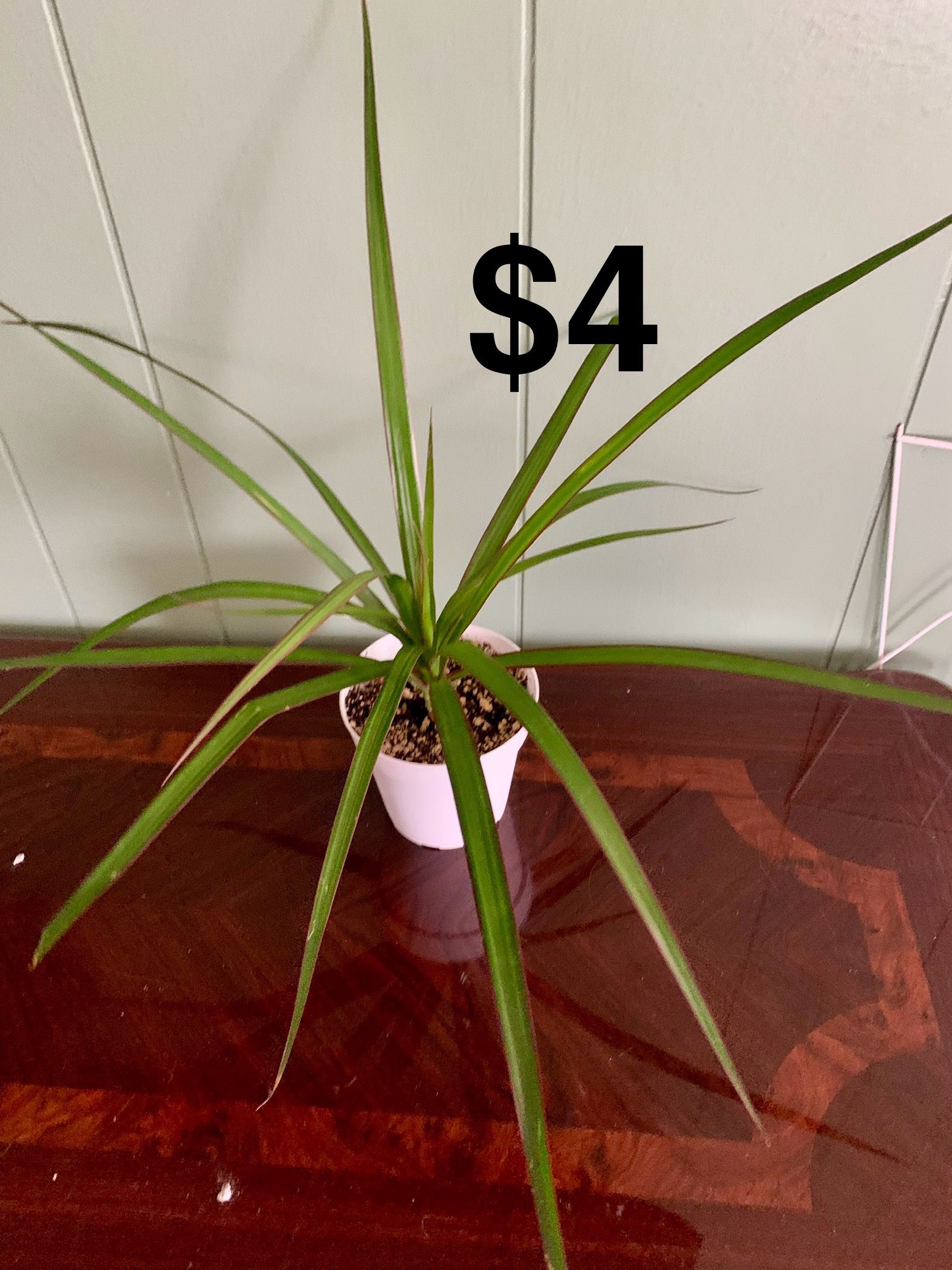 Dracaena