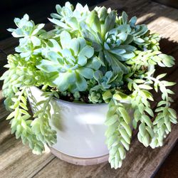 Succulent Donkey Tail 