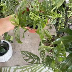 Swiss Cheese Vine Plants