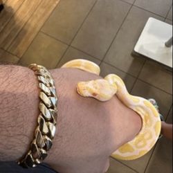 Albino Ball Python