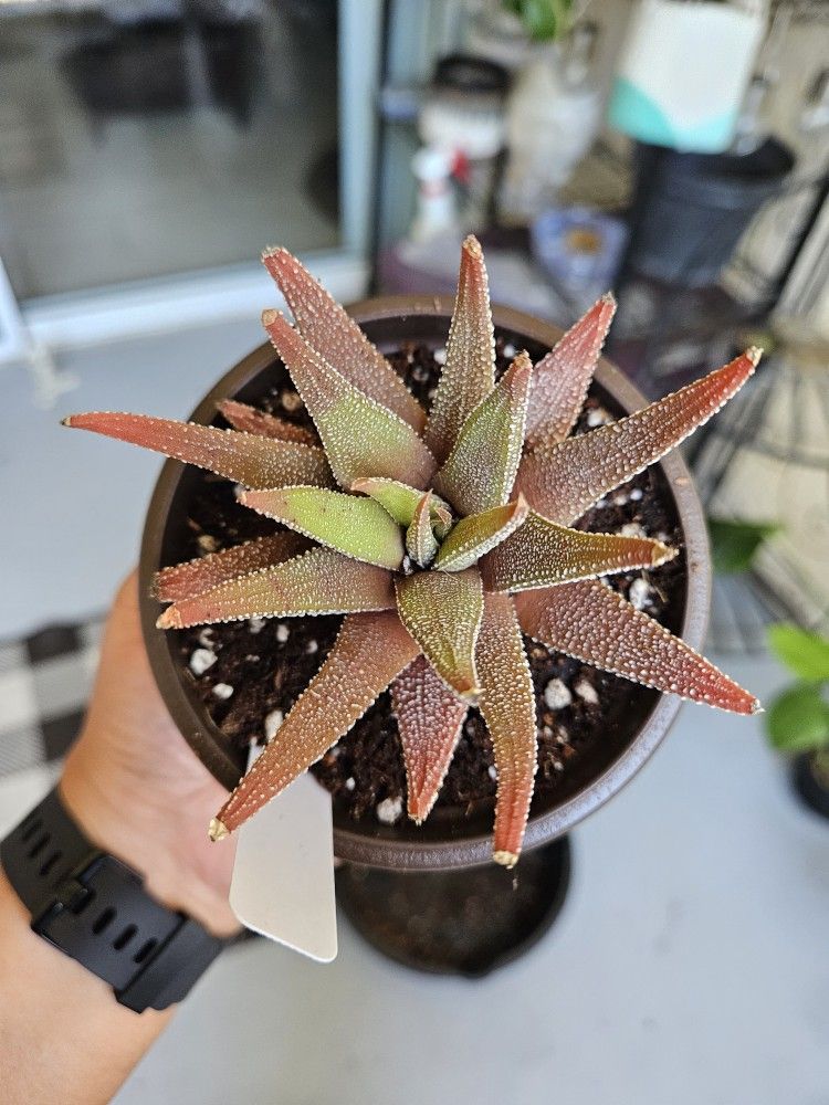 Zebra Haworthia Succulent