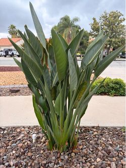 Bird of paradise