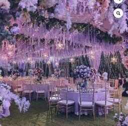 Over 400 vines of white wisteria
