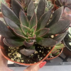 Succulent Echevería Black Prince In 4” Pot