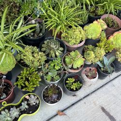 plants succulents 