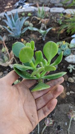 Jade Plant Succulent Clippings