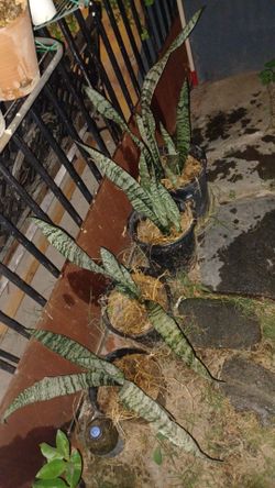 4 Plantas lengua de suegra $10 cada una