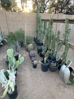 Plants